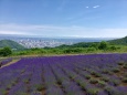 ラベンダー越しの札幌の街