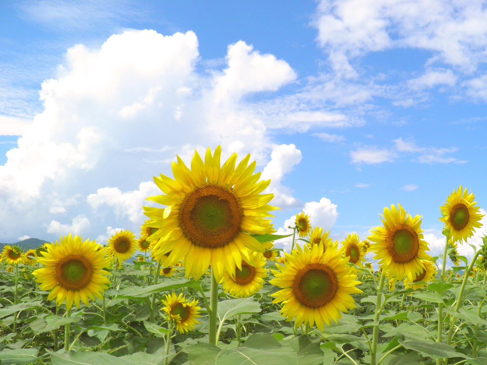 花 植物 真夏のひまわり 壁紙19x1440 壁紙館