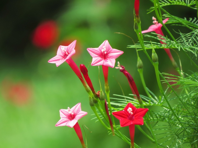 細葉ルコウソウ