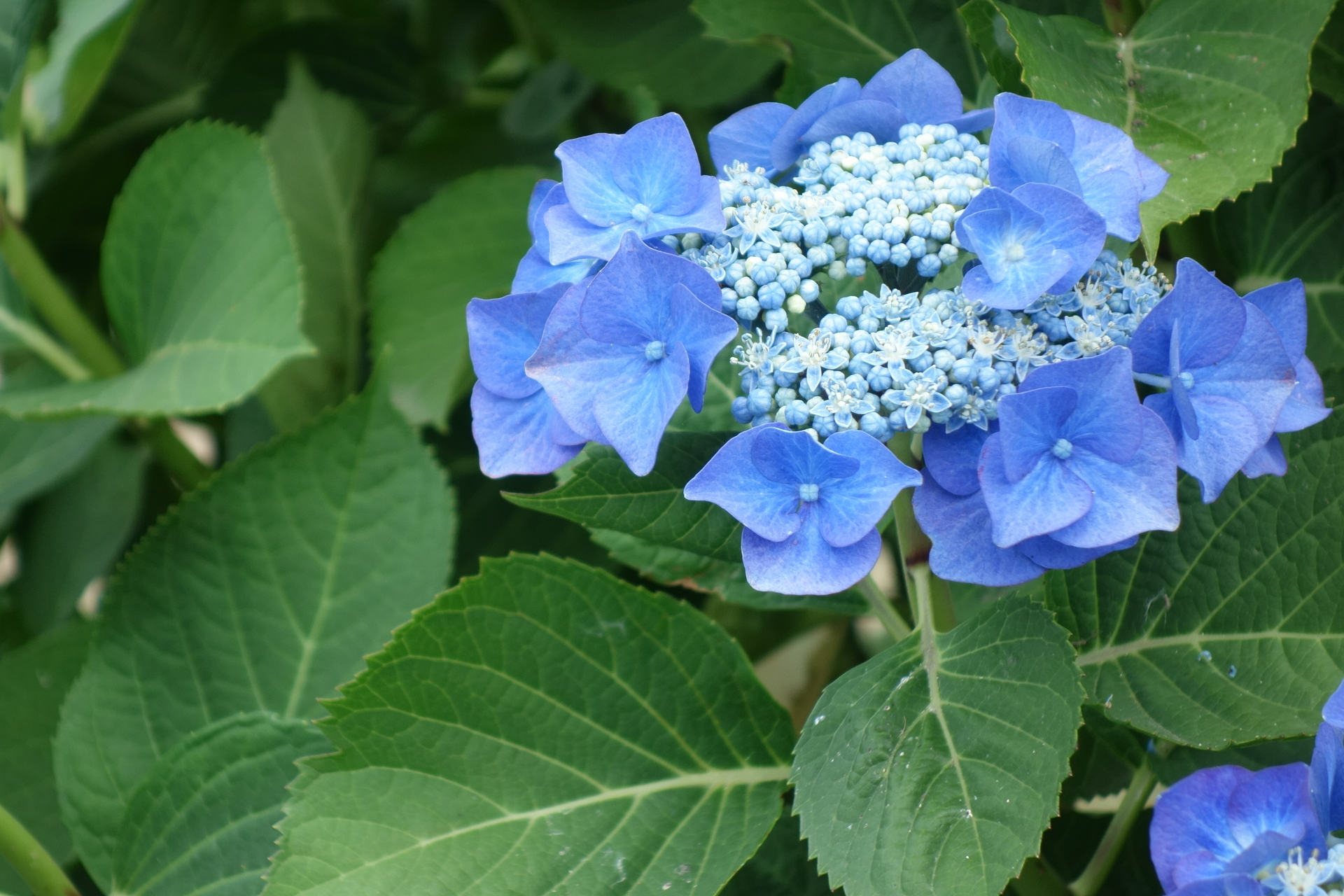 花 植物 ガクアジサイ 壁紙19x1280 壁紙館