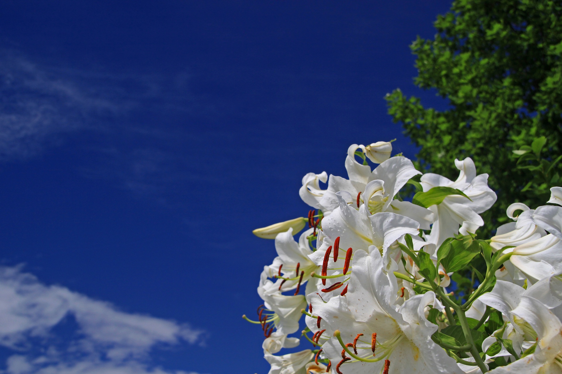 花 植物 カサブランカ 壁紙19x1280 壁紙館