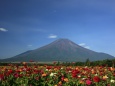 百日草と富士山