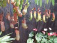人気の食虫植物ネペンテス