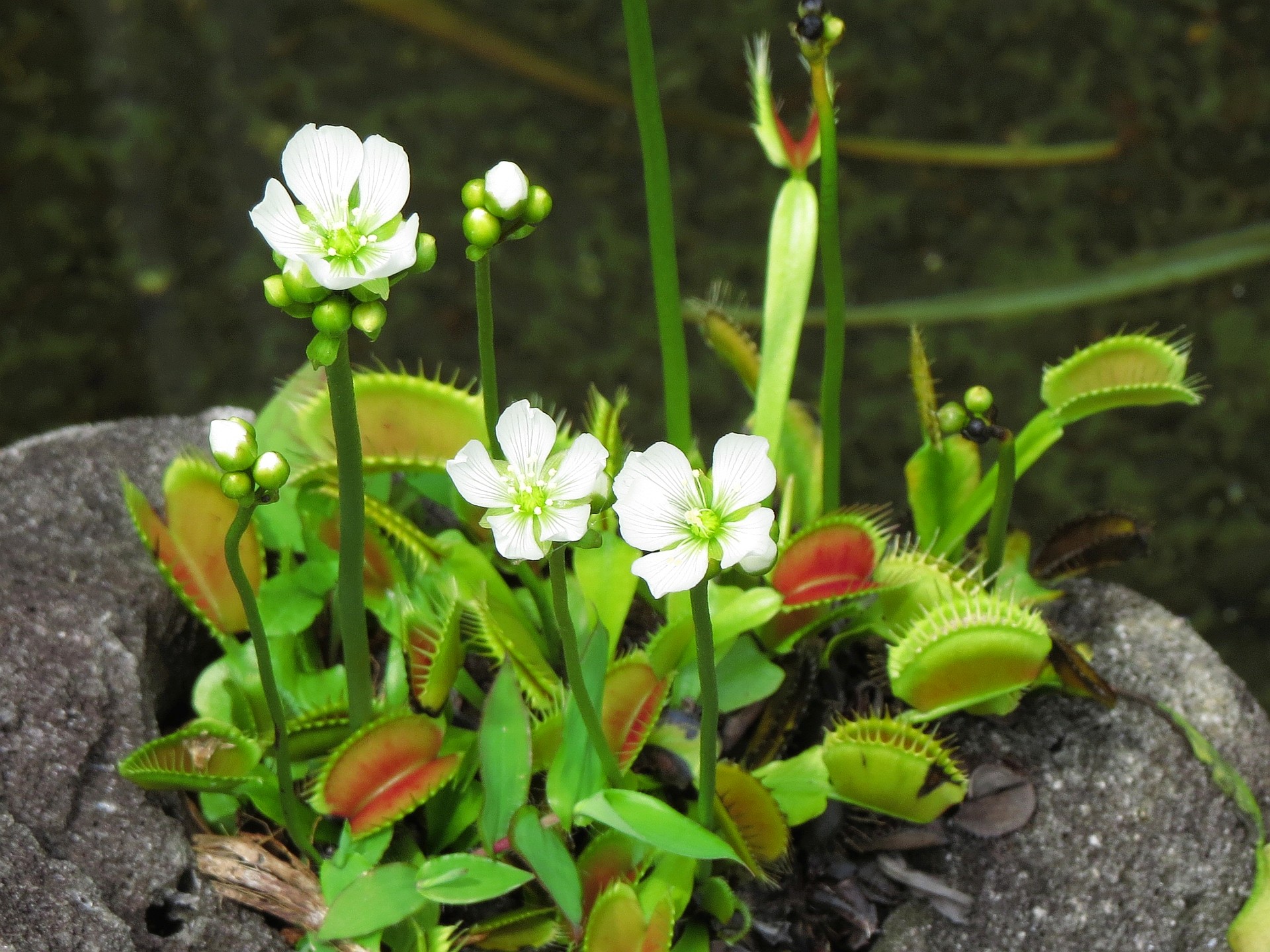 花 植物 食虫植物ハエトリソウの花 壁紙19x1440 壁紙館