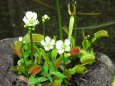食虫植物ハエトリソウの花