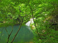 渓流-夏15-緑の淵
