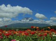 富士山と百日草