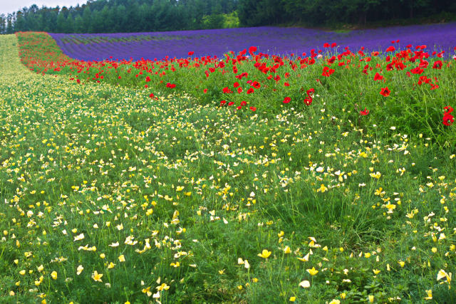 ファーム富田 彩りの丘