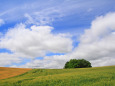 美瑛の夏 12～夏雲と小麦畑の丘