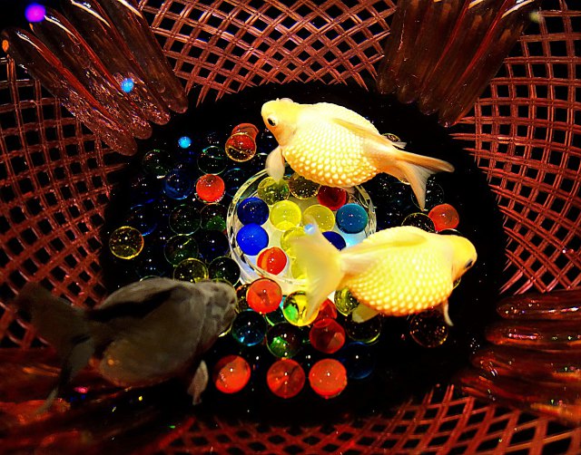 アートアクアリウムの金魚