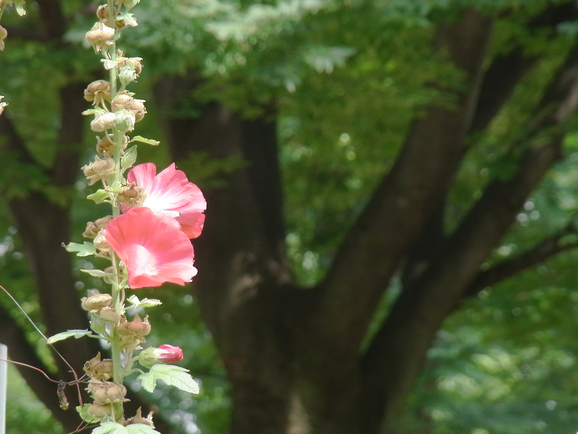 花 植物 花壇のコケコッコ花 壁紙19x1440 壁紙館