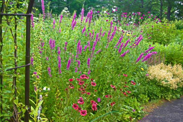 富良野・風のガーデン