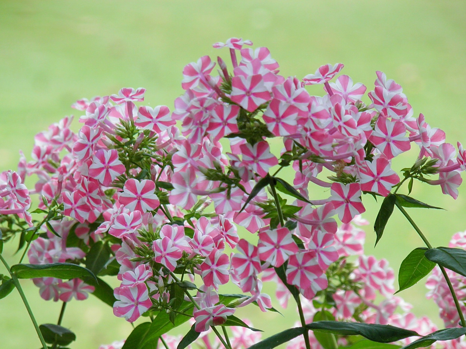 花 植物 宿根フロックス 花魁草 壁紙19x1440 壁紙館