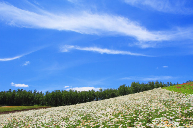 美瑛の夏19～花の丘と夏の雲