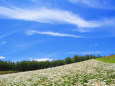 美瑛の夏19～花の丘と夏の雲