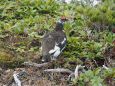 小蓮華山の雄雷鳥3