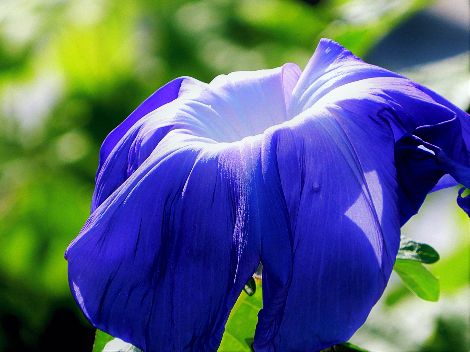 花 植物 朝顔 壁紙1920x1440 壁紙館