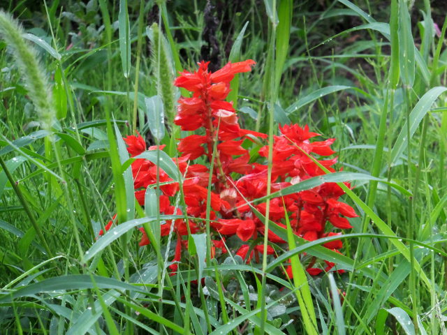 緑の中の赤い花