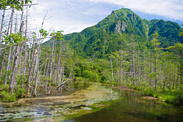 上高地 岳沢湿原