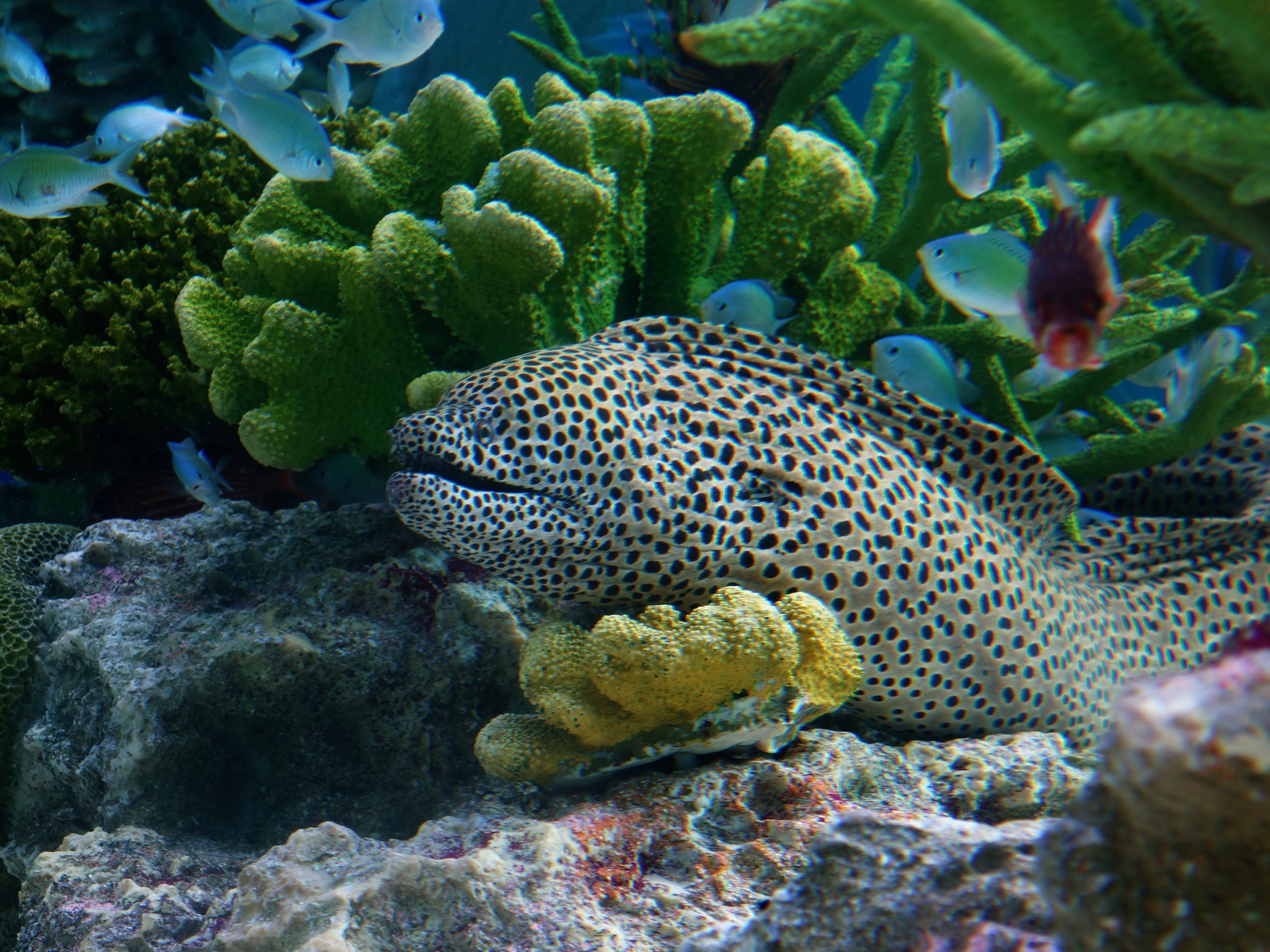 魚 水生生物 ウツボ 壁紙19x1440 壁紙館