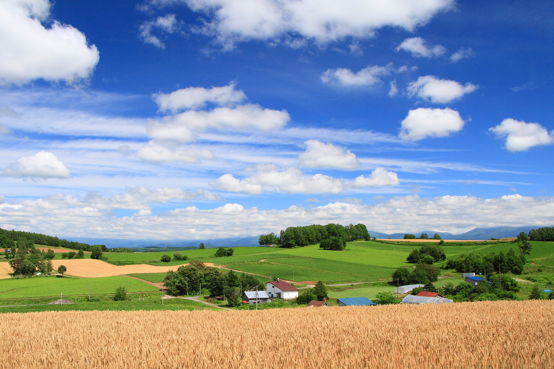 すべての美しい花の画像 最新夏 風景 壁紙