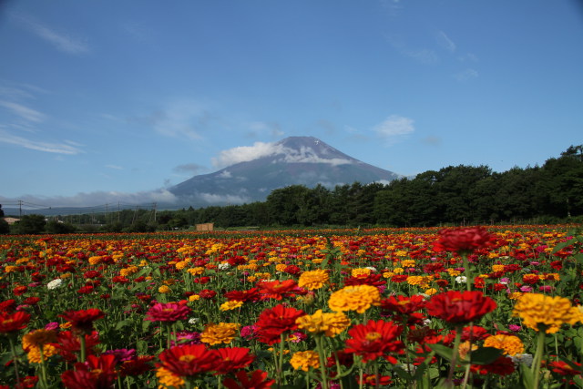 夏の富士山景色