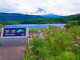 夏の西湖・根場浜から