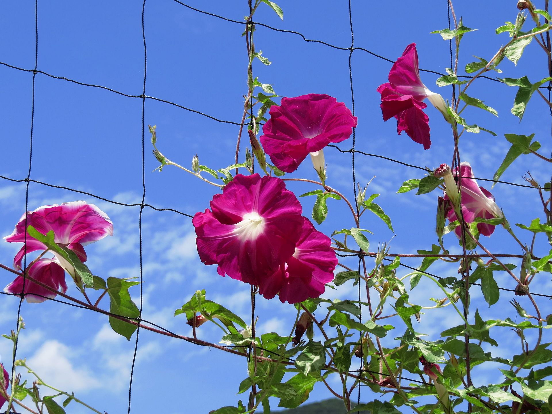 花 植物 夏空のアサガオ 壁紙19x1440 壁紙館