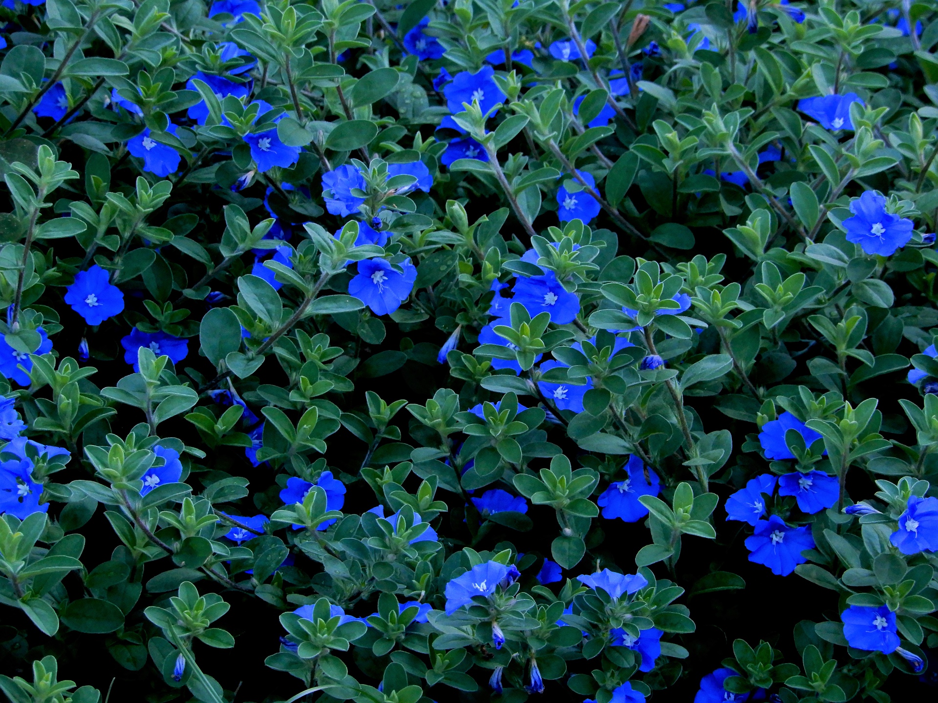 花 植物 アメリカンブルー 壁紙1920x1440 壁紙館