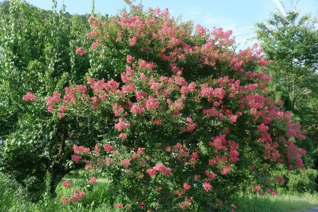 サルスベリの花