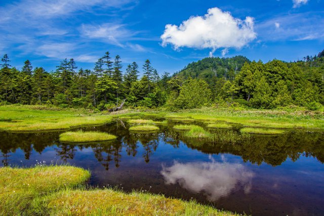 四十八池湿原のワタスゲ