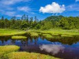 四十八池湿原のワタスゲ