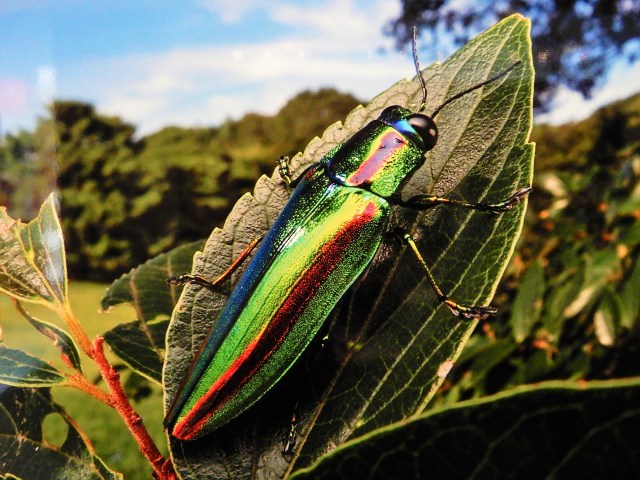 佐藤岳彦氏作品・玉虫