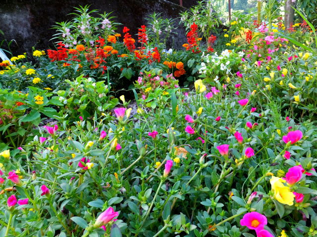 浮立の里の花壇に咲いている花