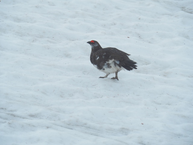 雪面の雄雷鳥