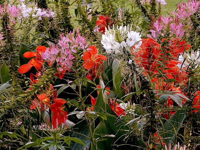 花の咲き乱れる日比谷公園