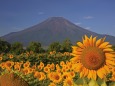 向日葵に彩られる富士山