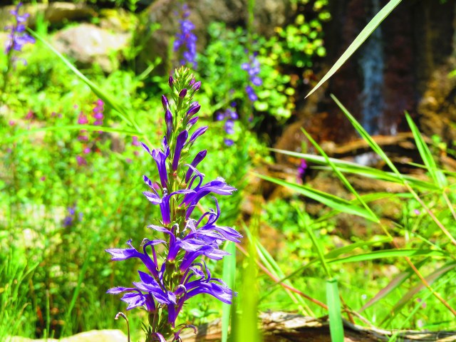 高山植物・サワギキョウ