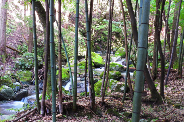 竹林を流れる渓流