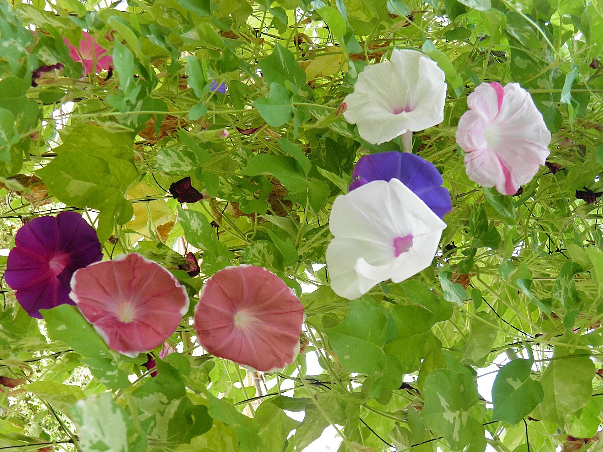 花 植物 色様々なアサガオ 壁紙19x1440 壁紙館 花 植物 色様々なアサガオ 壁紙19x1440 壁紙館