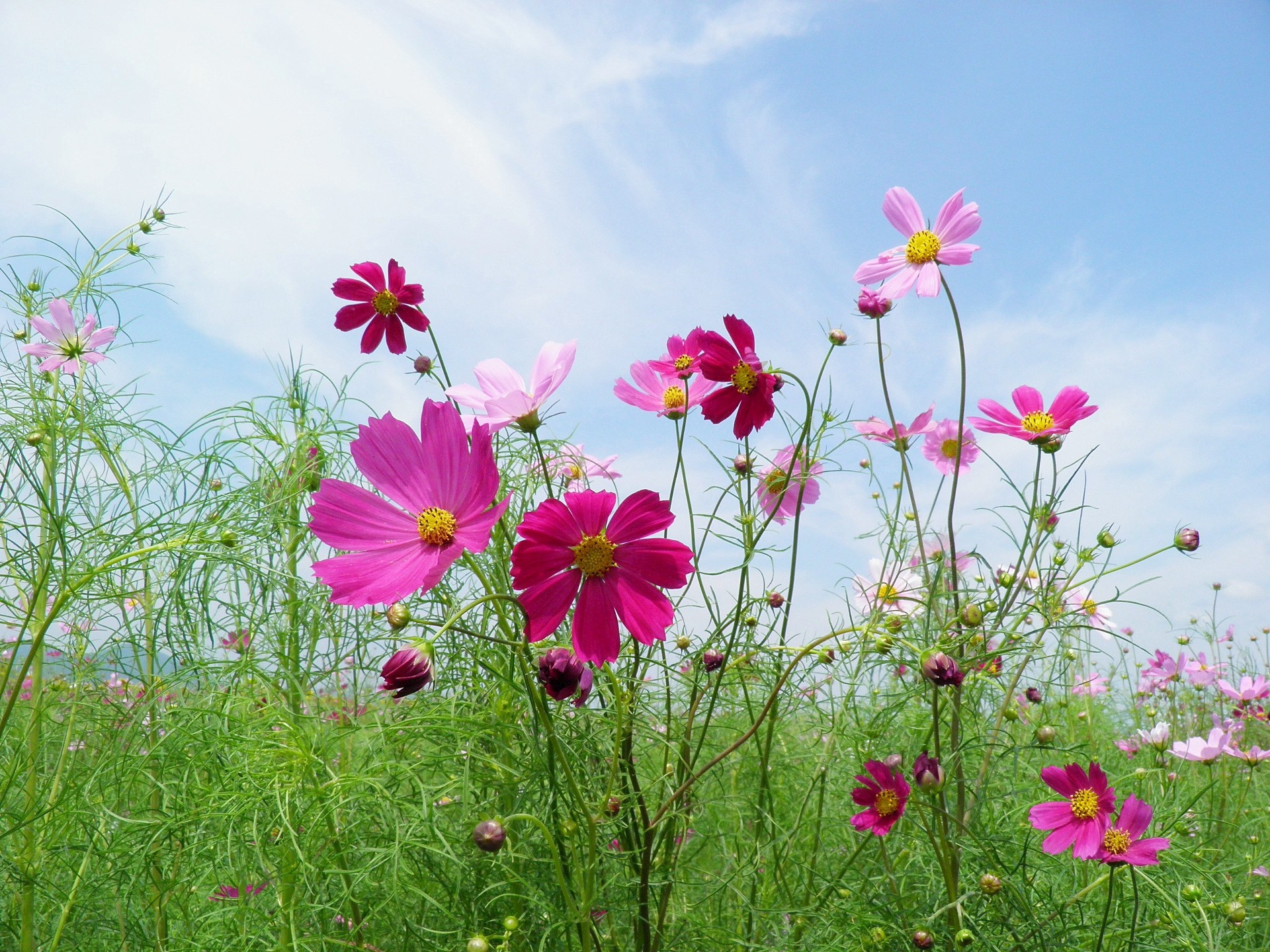 花 植物 初秋の風に コスモス 壁紙19x1440 壁紙館