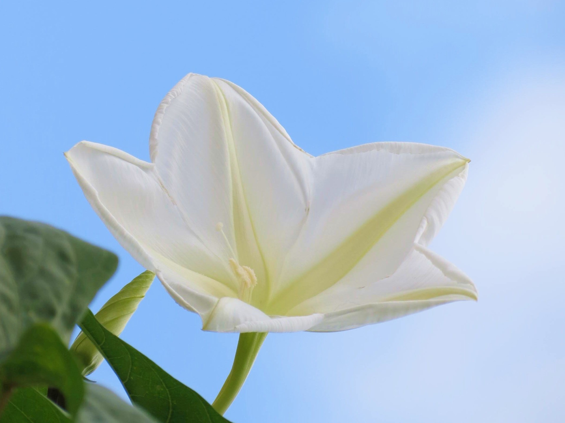 花 植物 ヨルガオ ムーンフラワー 壁紙19x1440 壁紙館