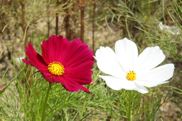 紅白のコスモス