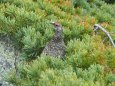 蝶ヶ岳の雄雷鳥3