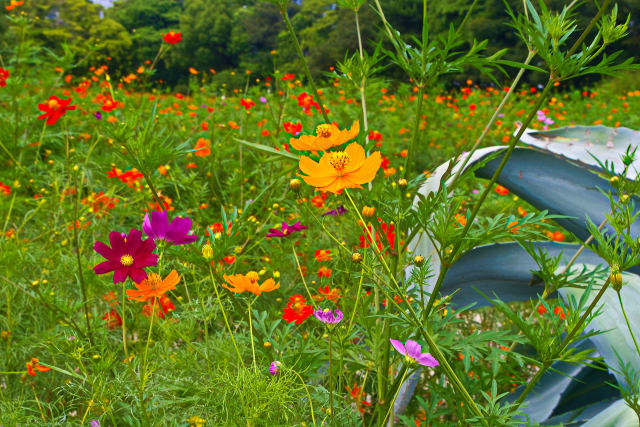浜離宮恩賜庭園のコスモス畑