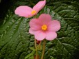 RndList[3]