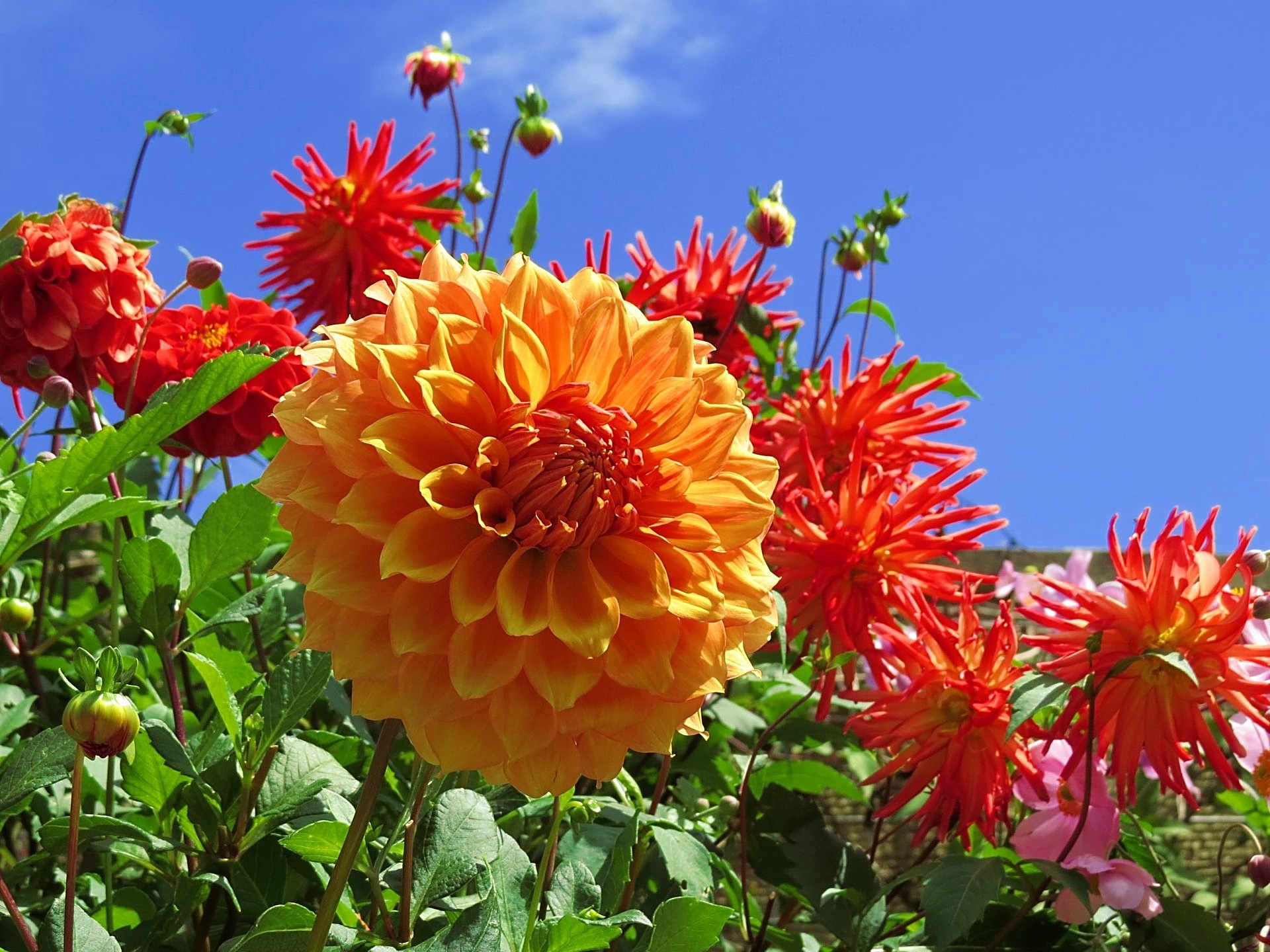 花 植物 初秋のダリア 壁紙19x1440 壁紙館