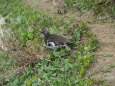 火打山の雄雷鳥2