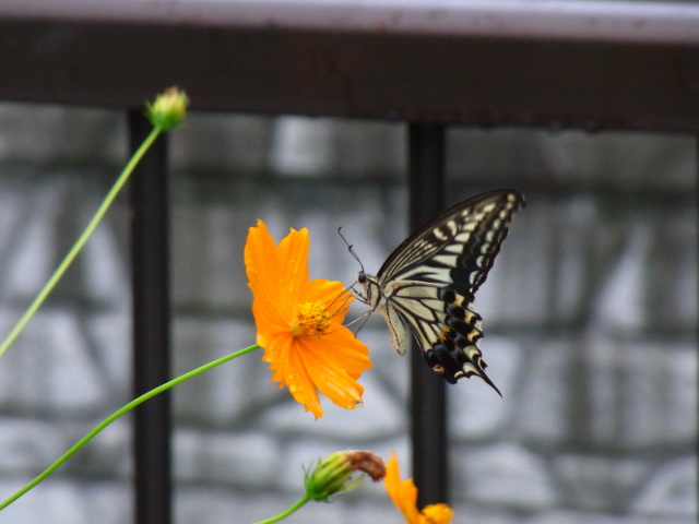 アゲハ蝶とキバナコスモス