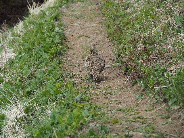 火打山の雌雷鳥